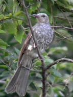 Image of Brown-eared Bulbul