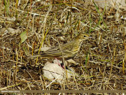 Image of Tree Pipit