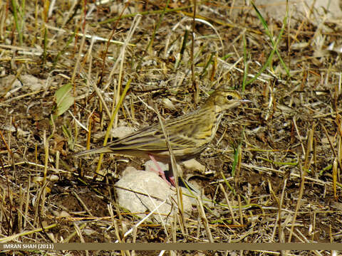 Image of Tree Pipit