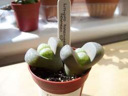 Image of Lithops marmorata (N. E. Br.) N. E. Br.