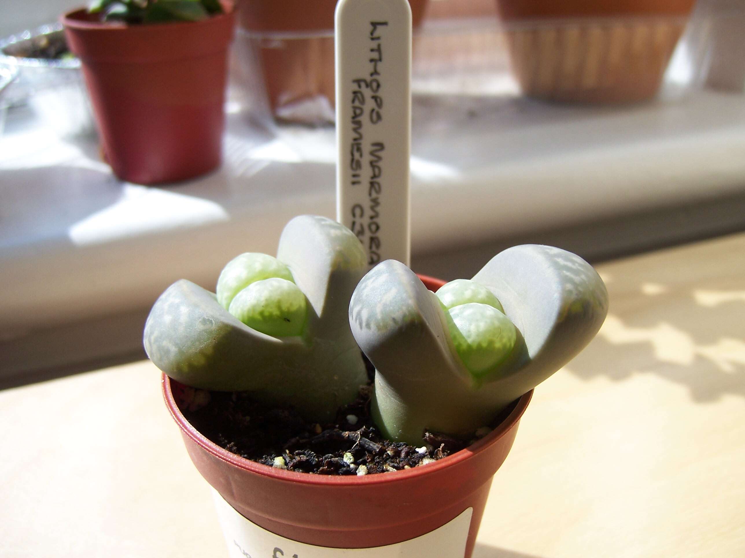 Image of Lithops marmorata (N. E. Br.) N. E. Br.