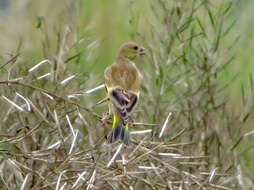 Image of Grey-capped Greenfinch