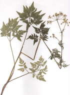 Image of Chaerophyllum aureum L.