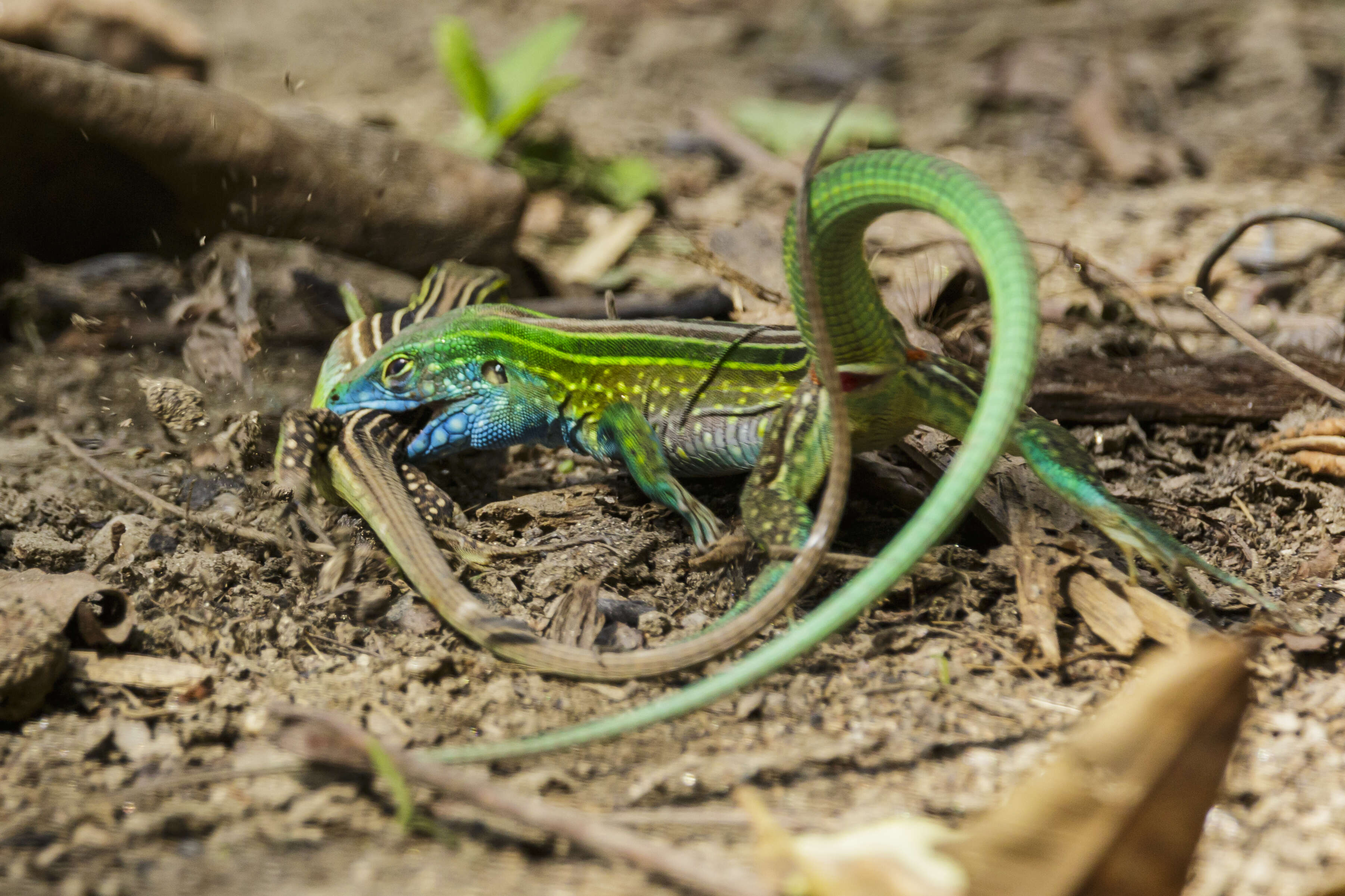 Image of Rainbow Whiptail