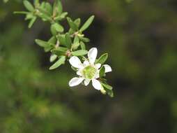 Sivun Leptospermum variabile J. Thompson kuva