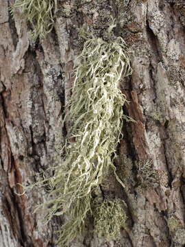 Image of cartilage lichen