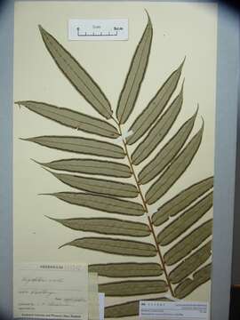 Image of angiopteris fern