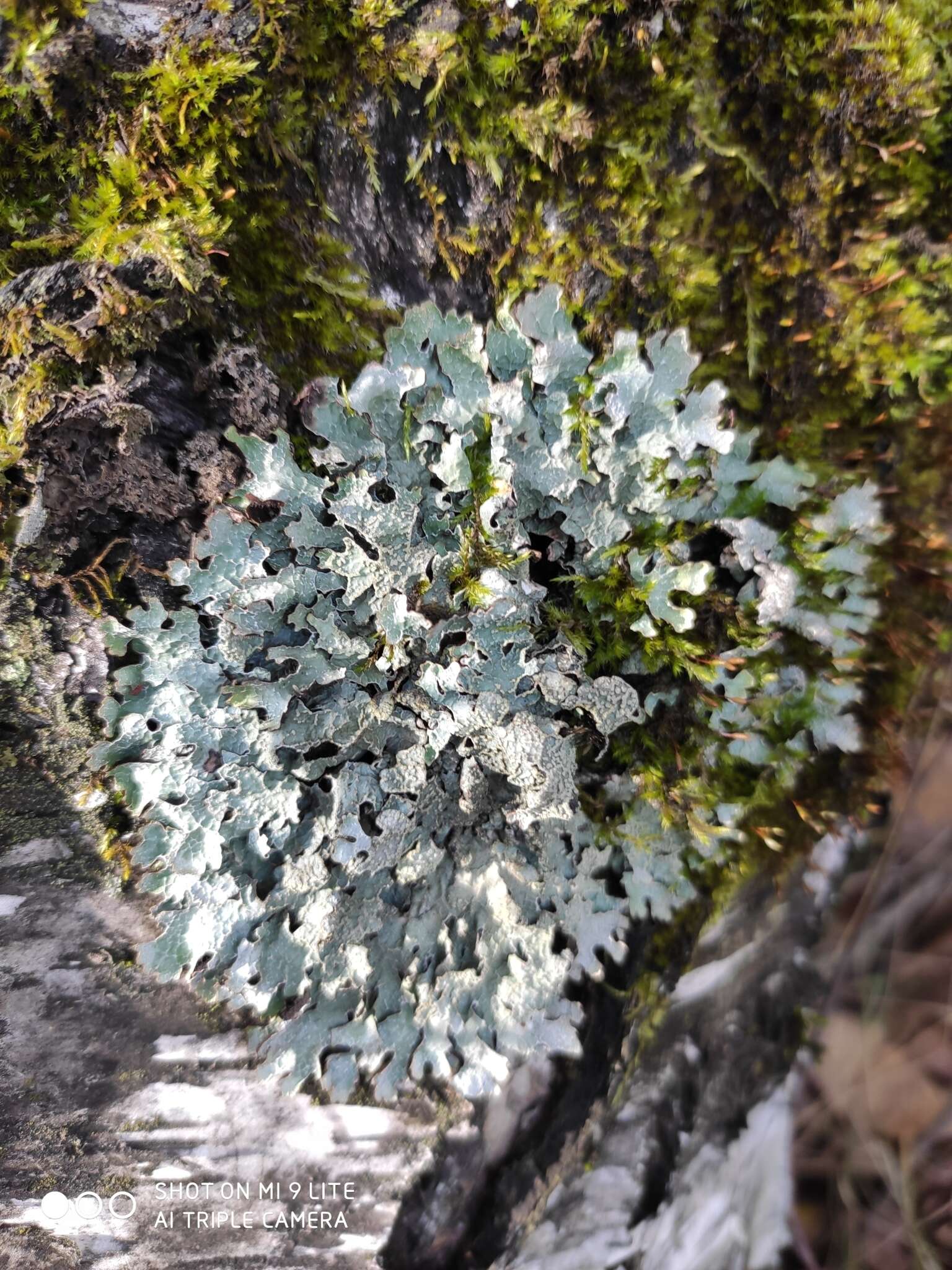 Image of Hammered shield lichen