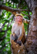 Image of Toque macaque