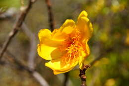 Image of silk cottontree