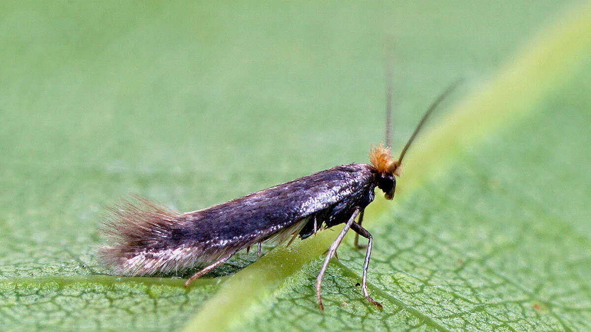 Image of Bucculatrix cristatella Zeller 1839