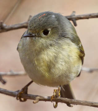 Image of goldcrests and kinglets