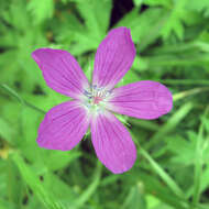 Imagem de Geranium palustre L.