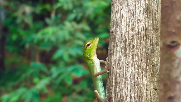 Image of Common green forest lizard