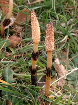 Image of field horsetail