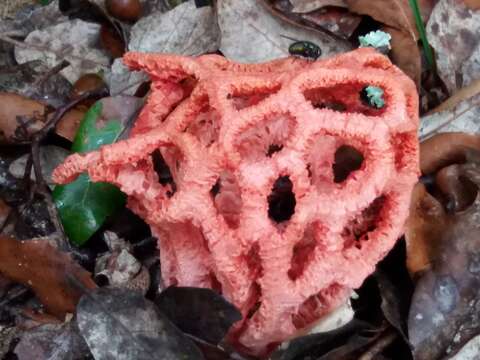 Image of Clathrus