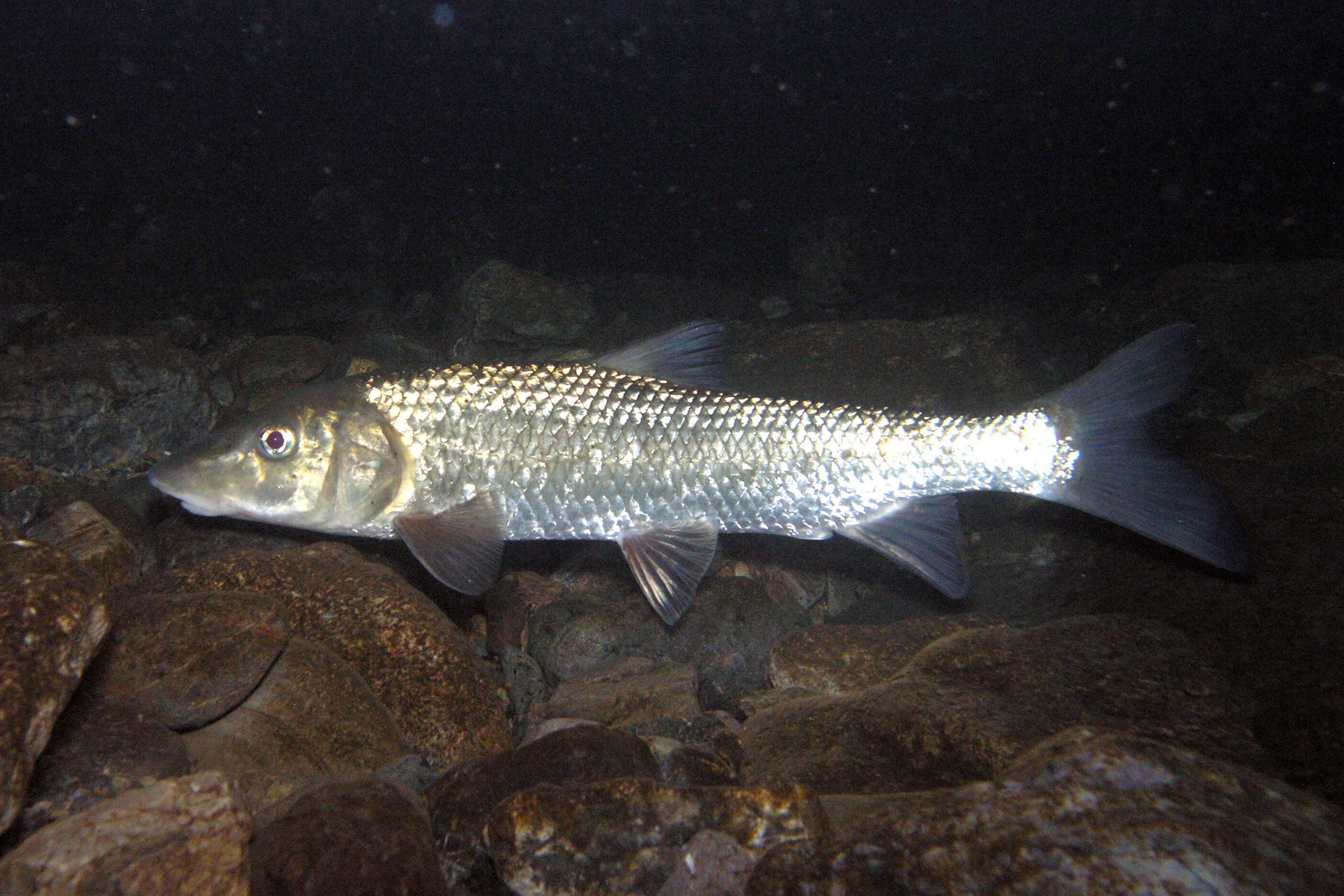 Image of Amur barbel