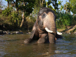 Image of Indian elephant