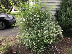 Image of sweet mock orange