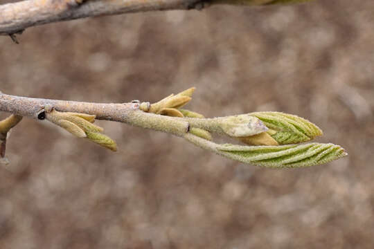 Imagem de Hamamelis vernalis Sarg.