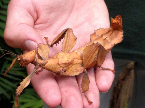 Image of giant stick insect