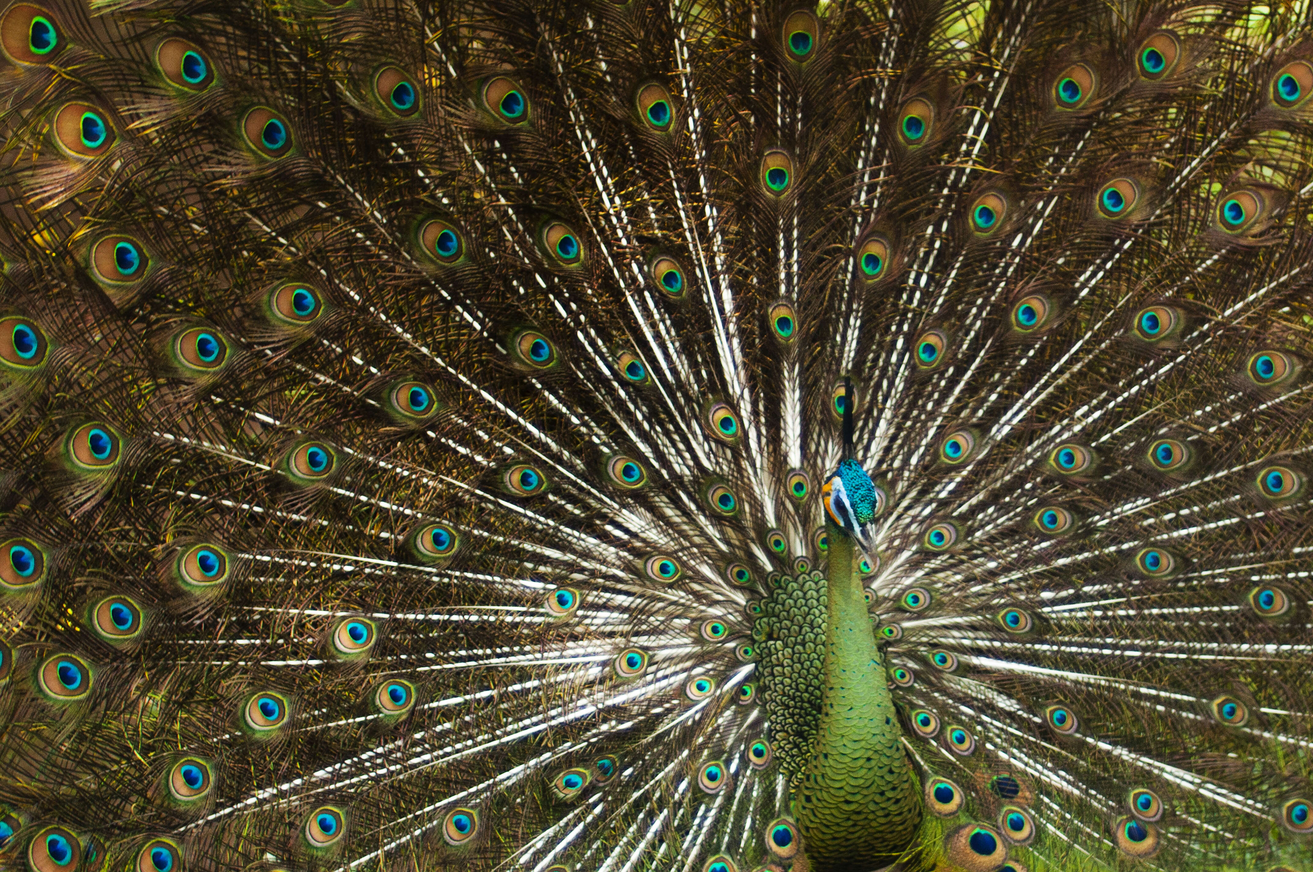 Image of Green Peafowl