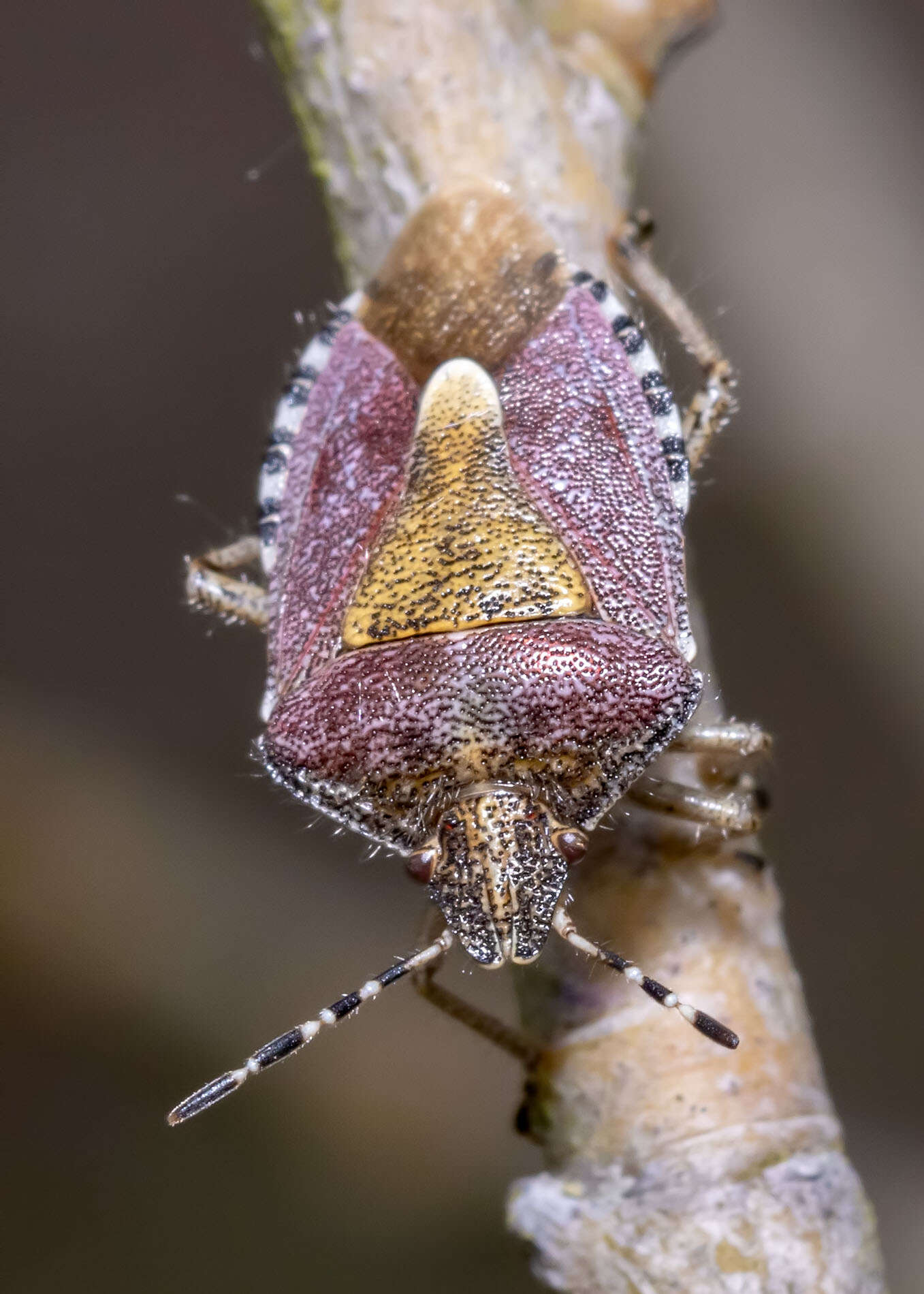 Image of sloe bug