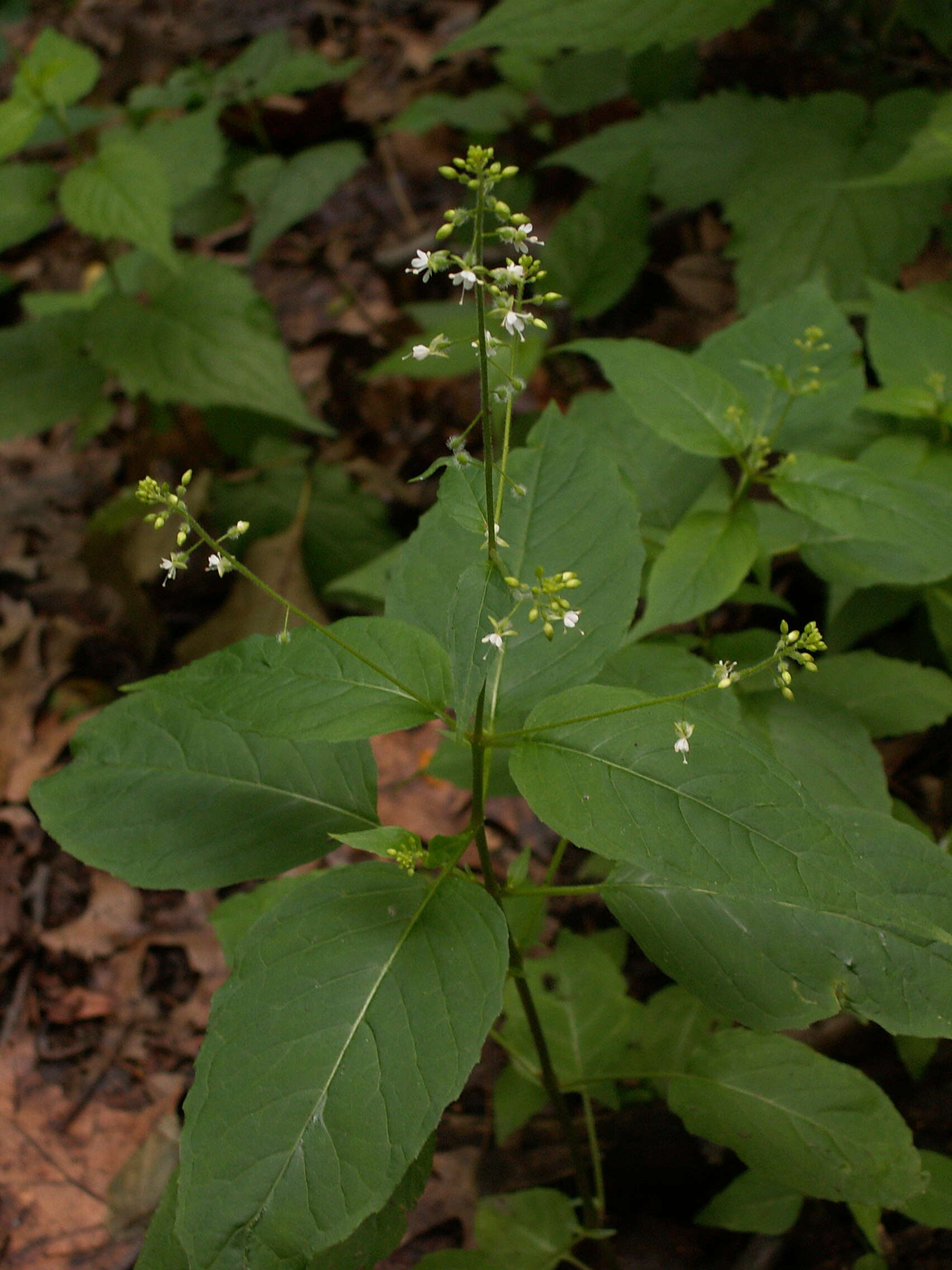 Image of broadleaf enchanter's nightshade