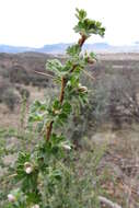 Image of desert gooseberry