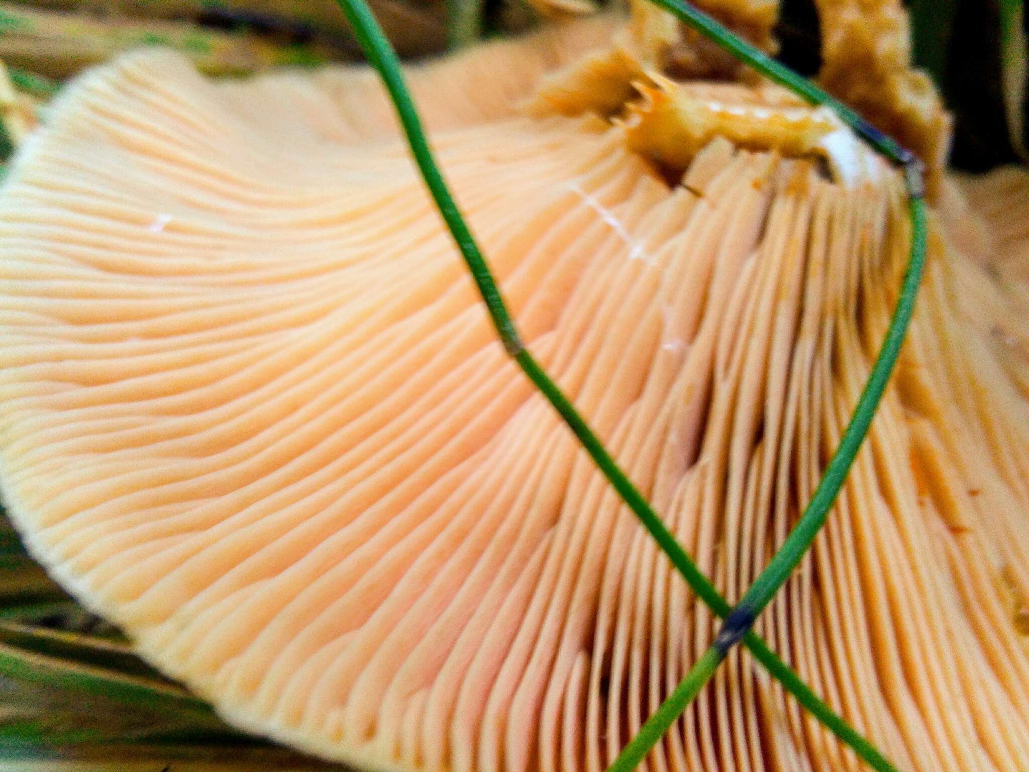 Image of Red Pine Mushroom