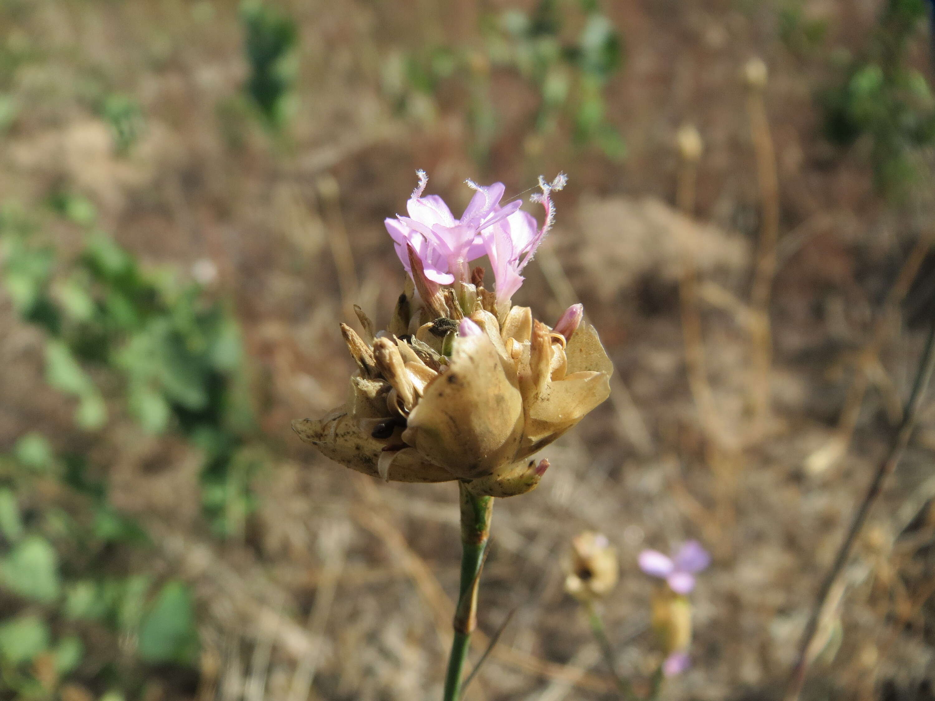 Image of Proliferous Pink