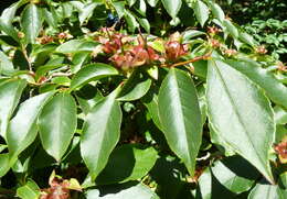 Imagem de Stewartia rostrata Spongberg