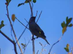 Image of Yellow-winged Tanager