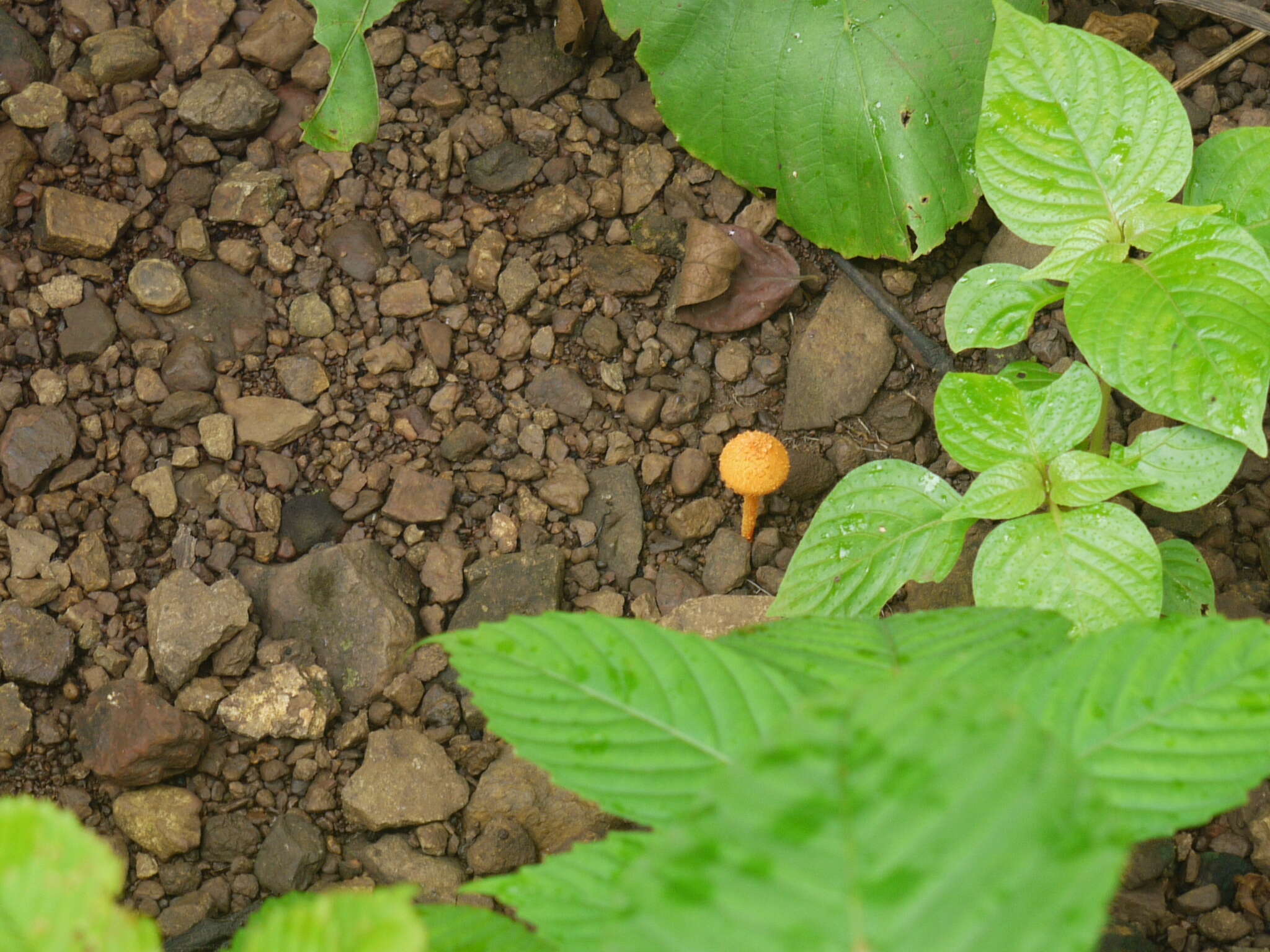 Pholiota squarrosa (Vahl) P. Kumm. 1871 resmi