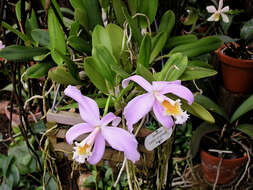 Image of Jonghe's Cattleya