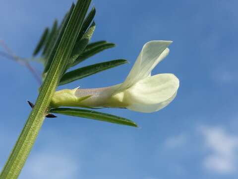 Image of smooth yellow vetch