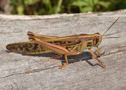 Image of American Bird Grasshopper