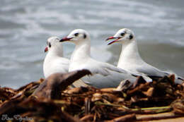 Image of Black-headed Gull