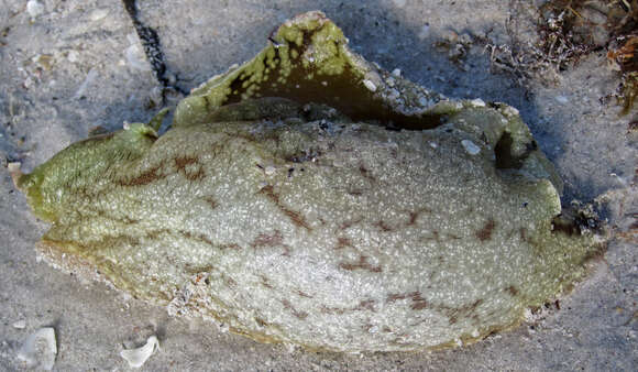 Image of banded sea hare