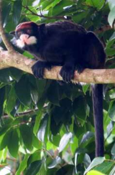 Image of Red-capped Tamarin