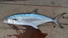 Image of Mackerel