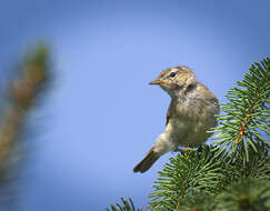 Image of Common Chiffchaff