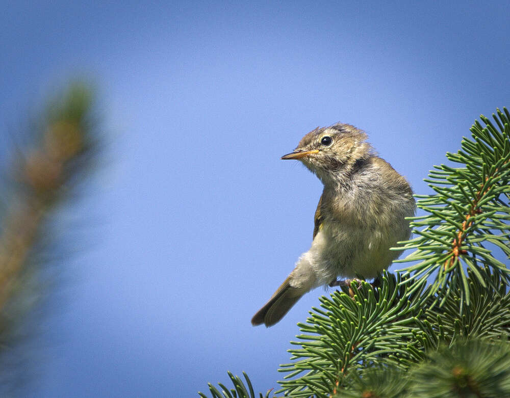 Image of Common Chiffchaff