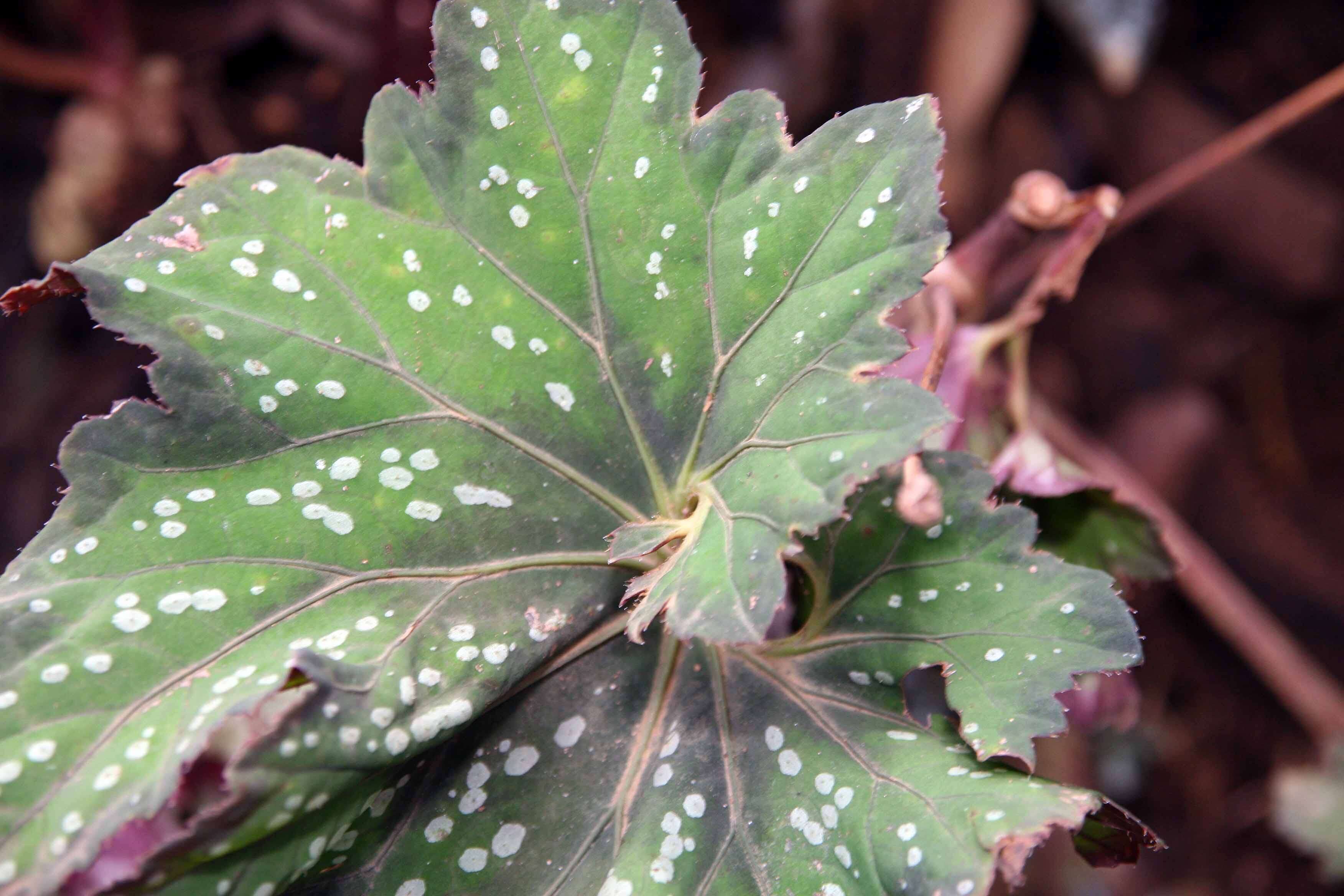 Image of Begonia rex Putz.