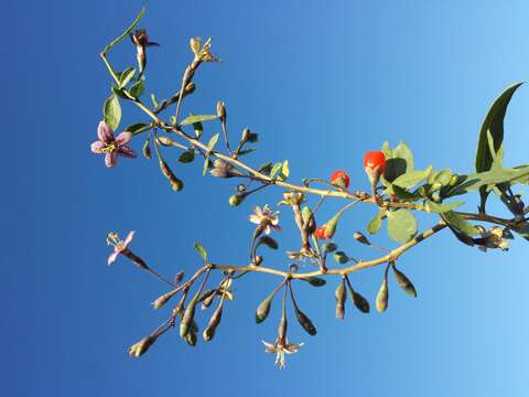 Image of matrimony vine