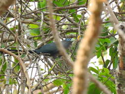 Image of Blue-faced Malkoha