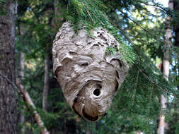 Image of Bald-faced Hornet