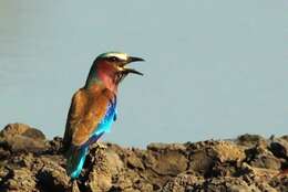 Image of Lilac-breasted Roller