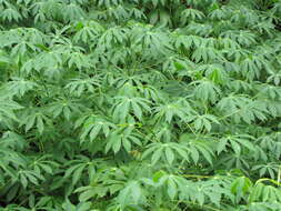 Image of cassava