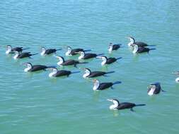 Image of Australian Pied Cormorant